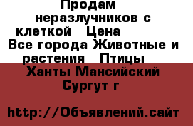 Продам 2 неразлучников с клеткой › Цена ­ 2 500 - Все города Животные и растения » Птицы   . Ханты-Мансийский,Сургут г.